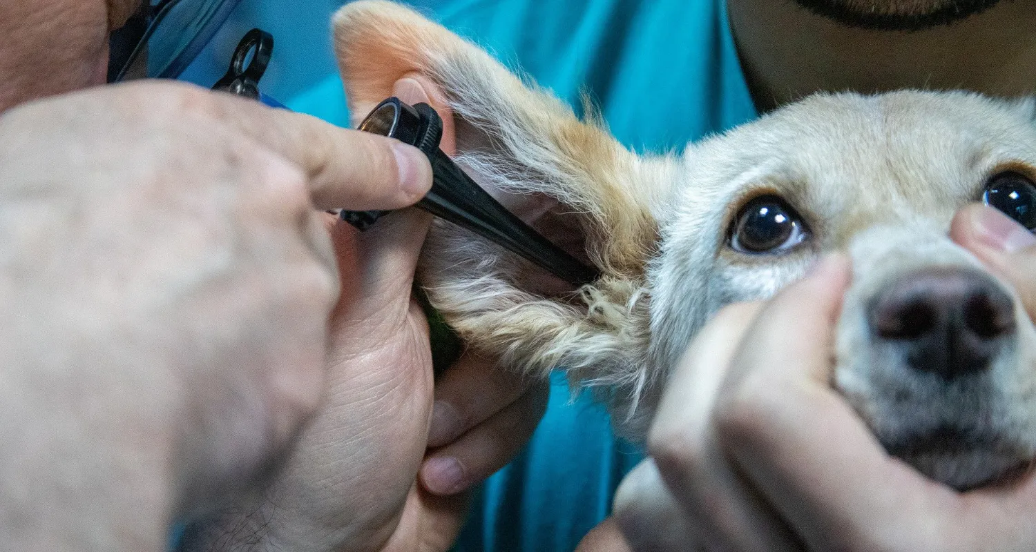 Ohrenuntersuchung eines Hundes im Kleintierzentrum Maxglan